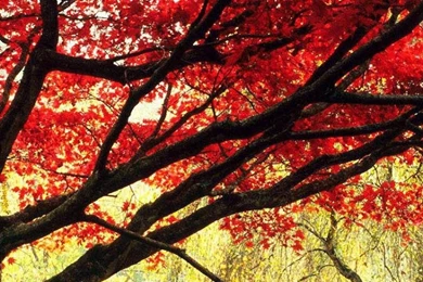 Japanese Maple Tree Wallpapers