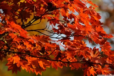 Japanese Maple Tree HD Desktop Wallpapers : Widescreen : High ...