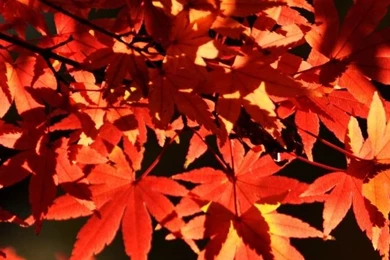 Japanese Maple Trees, Autumn HD Desktop Wallpapers : Widescreen ...