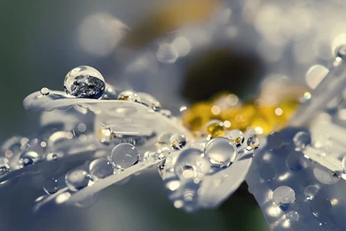 Flower With Raindrops 1280 X 1024 Wallpapers
