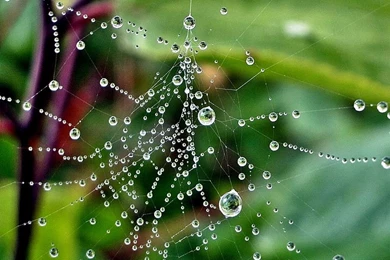 Raindrops Wallpapers And Screensavers 38370 HD Pictures