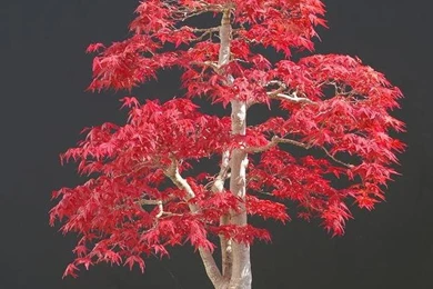 Japanese Flowers Wallpapers   Flowers : Tree Of Life