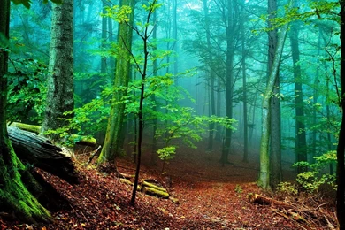 Beautiful Nature Forest iPhone Desktop Wallpapers   Zibrato