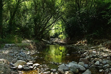 Fairy Forest Desktop HD Wallpapers Ready To Download Only For FREE ...