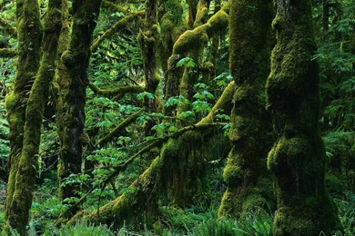 The Wallpapers,New Wallpapers,HD Wallpapers,Nature Wallpapers ...