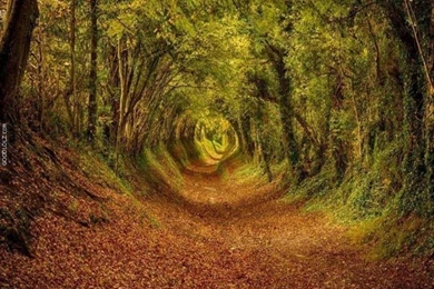 Ashdown Forest Wallpapers Desktop   Goodlolz