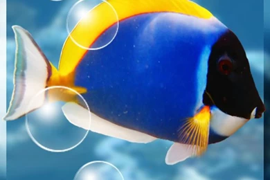 Download Free Aquarium Free Live Wallpaper,Free Aquarium Free Live ...