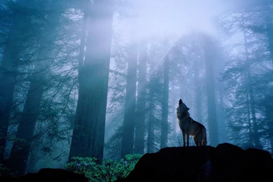 Wolves Howling Wallpapers   Wallpapers Cave