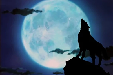 A picture of a wolf howling wallpaper.jpg