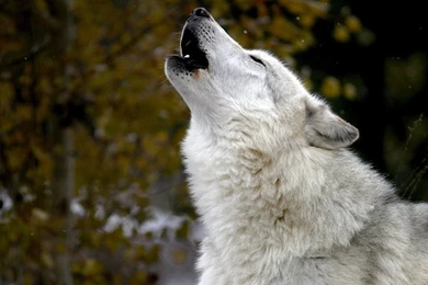 Howling Wolf Wallpapers Photo