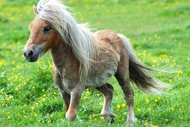 Horses Wallpapers » Blog Archive » Pony With Long Hair Portrait ...