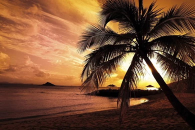 Sunset Beach Palm   Landscape   Landscape