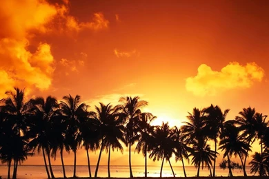 Sunset Beach With Trees   Landscape   Landscape