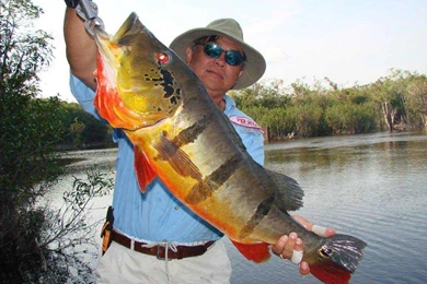 Beautiful bass fish caught by fisherman.jpg