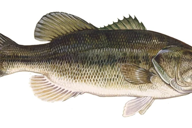 Bass (fish) Photo And Wallpaper. Cute Bass (fish) Pictures