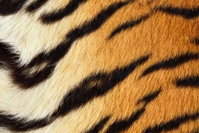 Tiger Skin Wallpapers