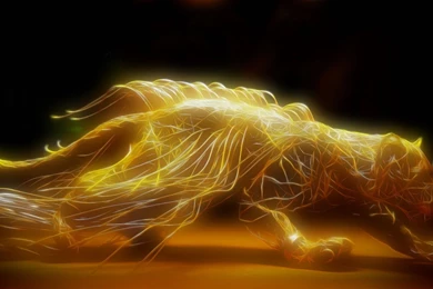 Tigers Pictures Wallpapers 800 HD Wallpapers