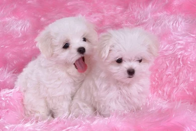 Cute Baby Dogs Pictures   HD Wallpapers And Pictures