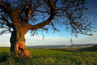 Nature Desktop Wallpapers Summer Wallpaper.