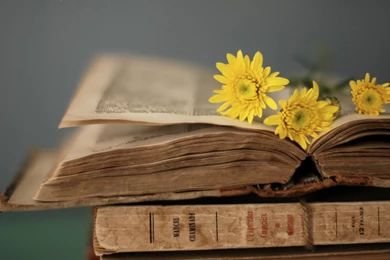 Divine Ladies Of Literature – “We Lose Ourselves In Books, We Find ...