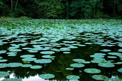 Lakes Lily Pads Illinois Wallpapers