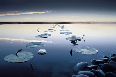Beautiful Lily Pad In A Row Wallpapers