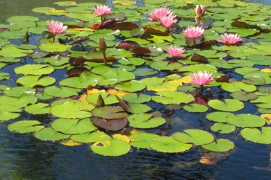 Lily Pad Pond By Rtheband On DeviantArt