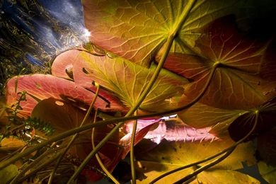 Lily Pad Picture Nature Wallpapers National Geographic Photo Of ...