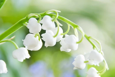 Most Popular iPad Wallpapers