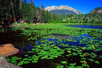 Lilly Pad Floats >> HD Wallpaper, Get It Now!