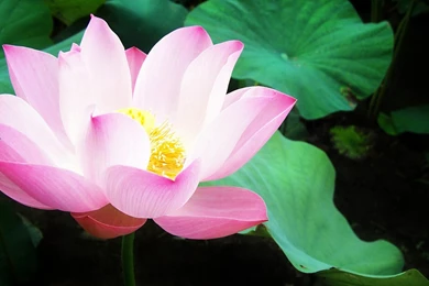 Nature Flowers Lily Pads Pink Flowers Water Lilies Wallpapers ...
