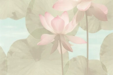 Superfresco Summer Wallpapers From Homebase