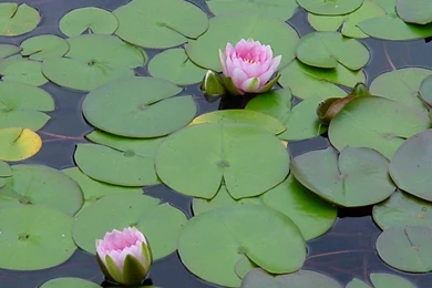 Water Lily Pad Pond Flower By Enchantedgal Stock On DeviantArt