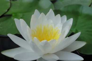 Lily Pad Flower By Crystal Kiwi On DeviantArt