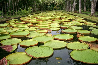 Lily Pad, Botanical Gardens, Mauritius   A Photo On Flickriver