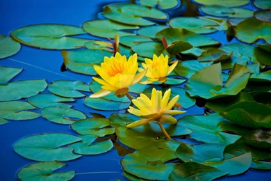 Lily Pad Flower 2 By PhotograNie On DeviantArt