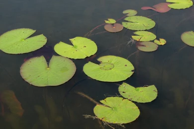 Lily Pad Stock 2 By Moonchilde Stock On DeviantArt