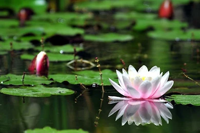 When To Clean Your Pond