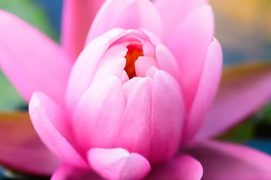 Pink iPad Wallpapers