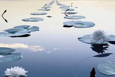 640x1136 Beautiful Lily Pad In A Row Iphone 5 Wallpapers