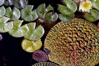 Lily Pads, Nature, Wallpapers, Desktop Backgrounds   Computer ...