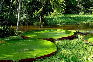 Quotes About Lily Pads. QuotesGram