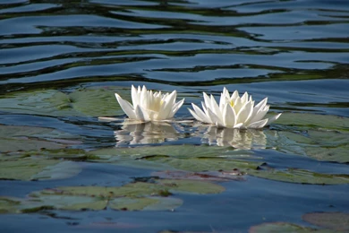 Lily Pad Stock 6 By Moonchilde Stock On DeviantArt