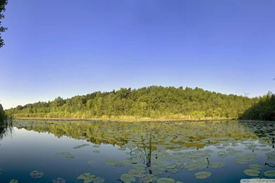 Download Lily Pads On Lake Wallpapers 1920x1080