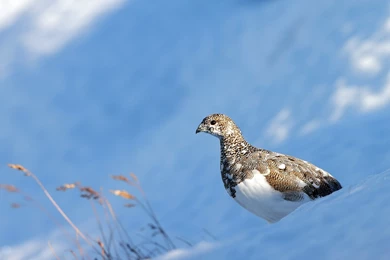 Bird Nature Snow Winter Camo Bokeh Wallpapers
