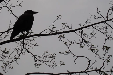 Eap   Edgar Allan Poe Photo (12042285)   Fanpop