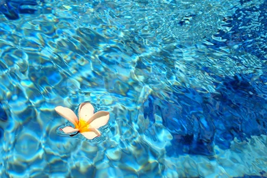 Solitary Plumeria Floating On Blue Lagoon   (