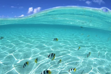 Clear Blue Lagoon Marine Fish   (