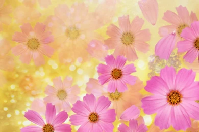 Mexican Aster Wallpapers