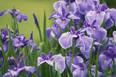 YouWall   Violet Iris Flowers Wallpapers   Wallpaper,wallpapers ...
